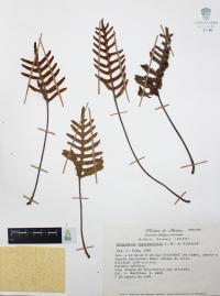 Pleopeltis thyssanolepis image