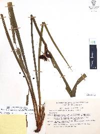 Neomarica variegata image