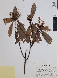 Comarostaphylis discolor subsp. rupestris image