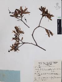 Comarostaphylis glaucescens image