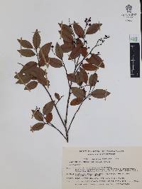 Vaccinium leucanthum image