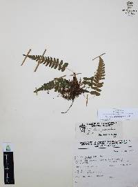 Blechnum appendiculatum image