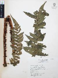 Cyathea multiflora image