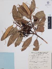 Comarostaphylis discolor image