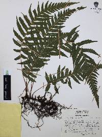 Thelypteris pilosa image