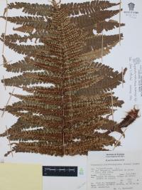 Dryopteris wallichiana image