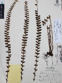 Astrolepis sinuata image