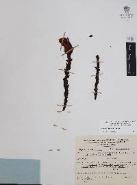 Hypopitys monotropa image