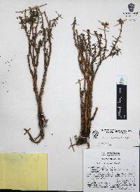 Sedum griseum image