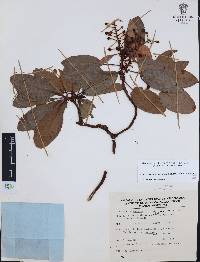 Arbutus xalapensis image