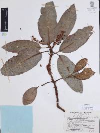 Arbutus xalapensis image