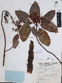 Arbutus xalapensis image