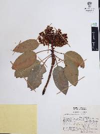 Arbutus xalapensis image