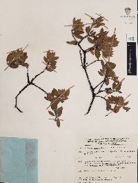 Arctostaphylos pungens image