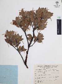 Arctostaphylos pungens image