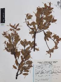 Arctostaphylos pungens image