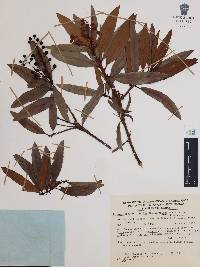 Comarostaphylis discolor image