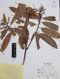 Comarostaphylis discolor subsp. rupestris image