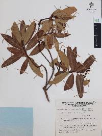 Comarostaphylis glaucescens image