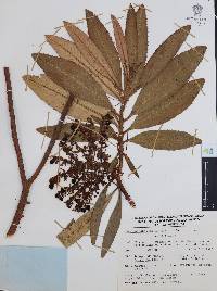 Comarostaphylis longifolia image