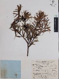 Comarostaphylis polifolia subsp. polifolia image