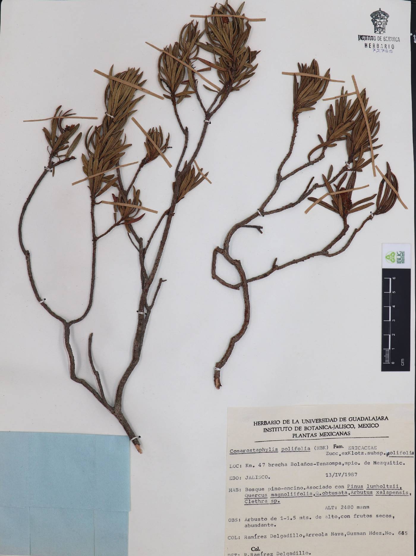 Comarostaphylis polifolia subsp. polifolia image