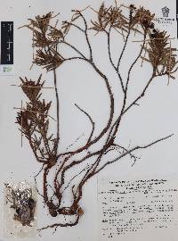 Comarostaphylis polifolia image