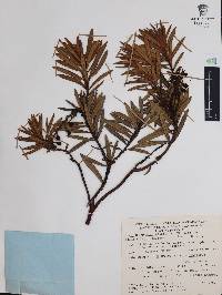 Comarostaphylis polifolia subsp. polifolia image