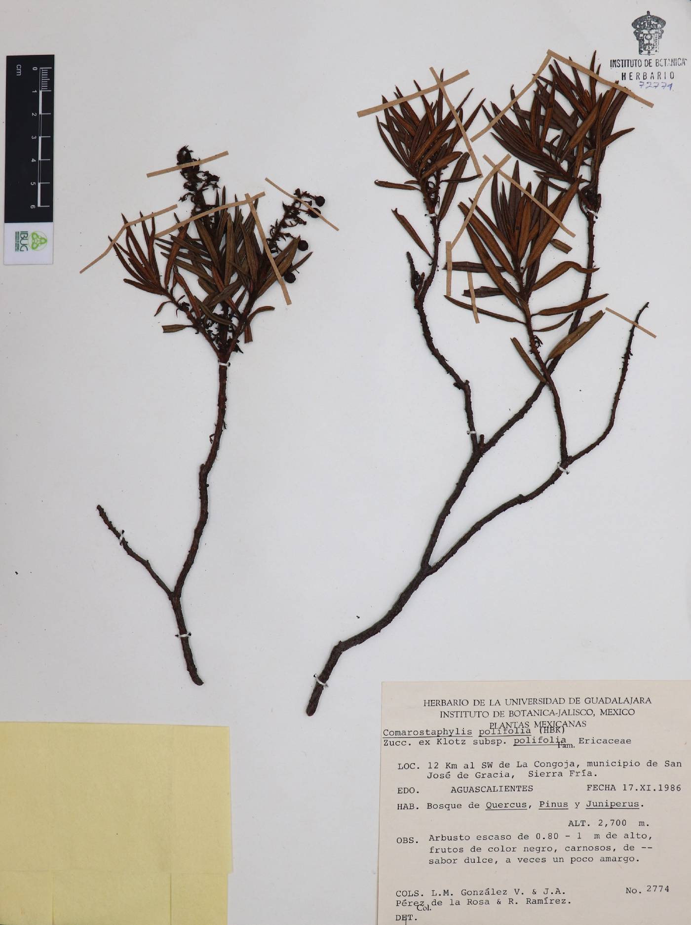 Comarostaphylis polifolia subsp. polifolia image