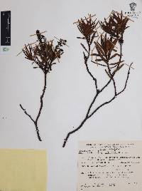 Comarostaphylis polifolia image