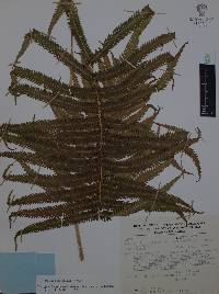 Thelypteris puberula image