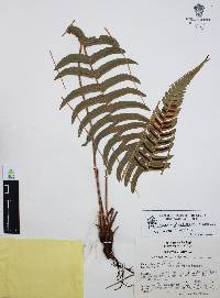 Blechnum glandulosum image