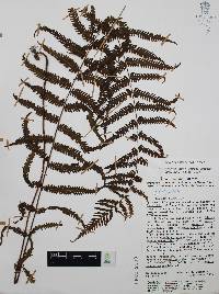 Thelypteris rudis image