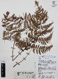 Athyrium palmense image