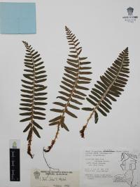 Polystichum lonchitis image