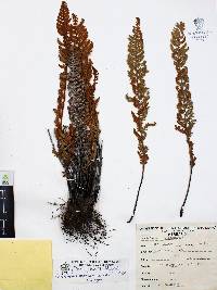 Notholaena aschenborniana image