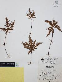Bommeria pedata image