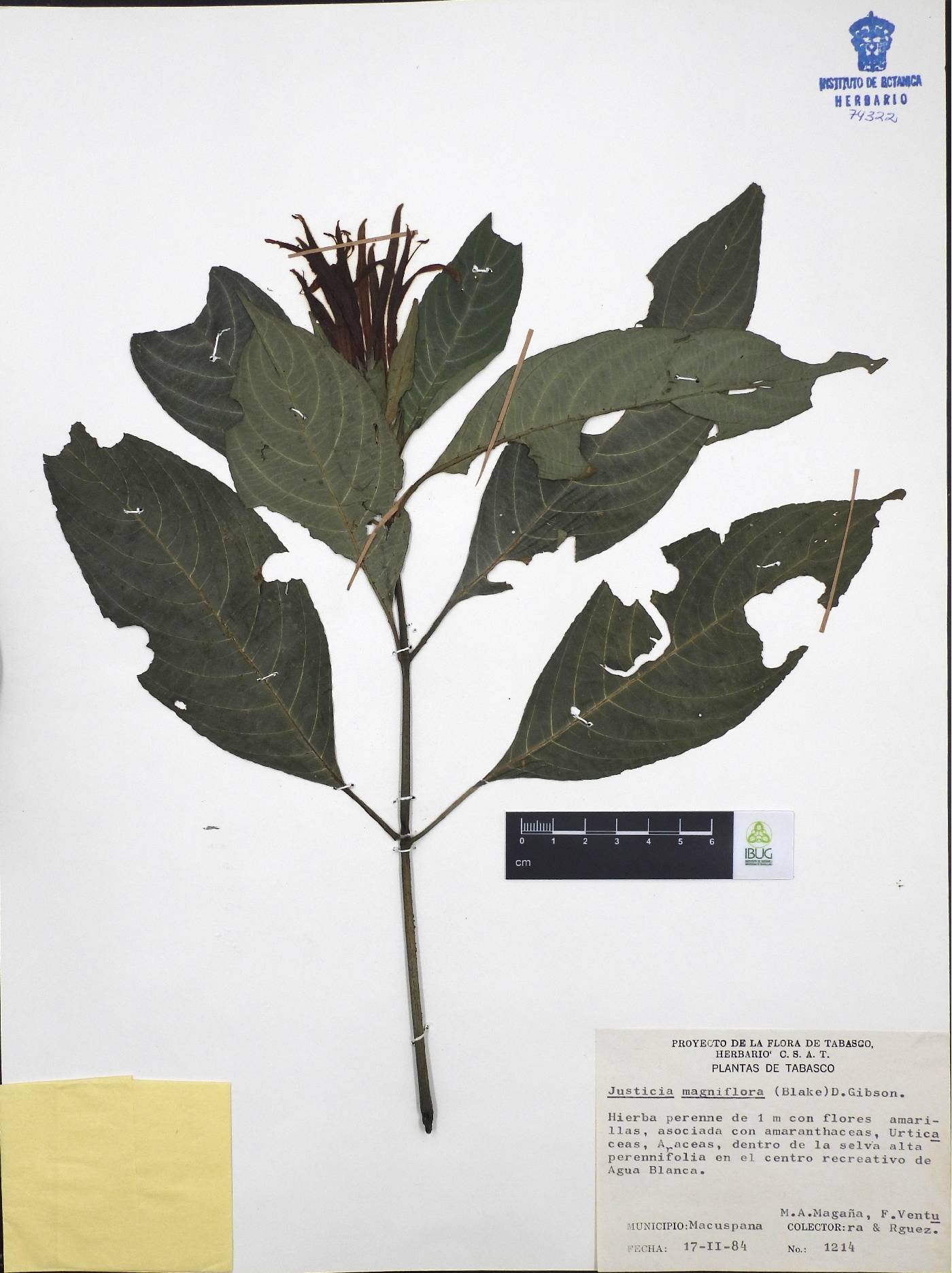 Justicia fimbriata image