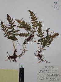Thelypteris pilosa image