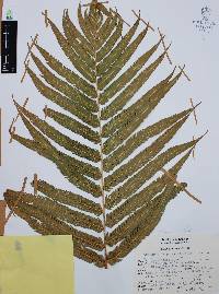 Thelypteris puberula image