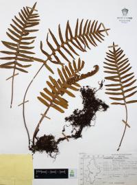 Polypodium guttatum image