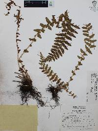 Woodsia mollis image
