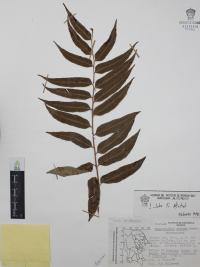 Phanerophlebia umbonata image