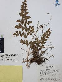 Pellaea sagittata image