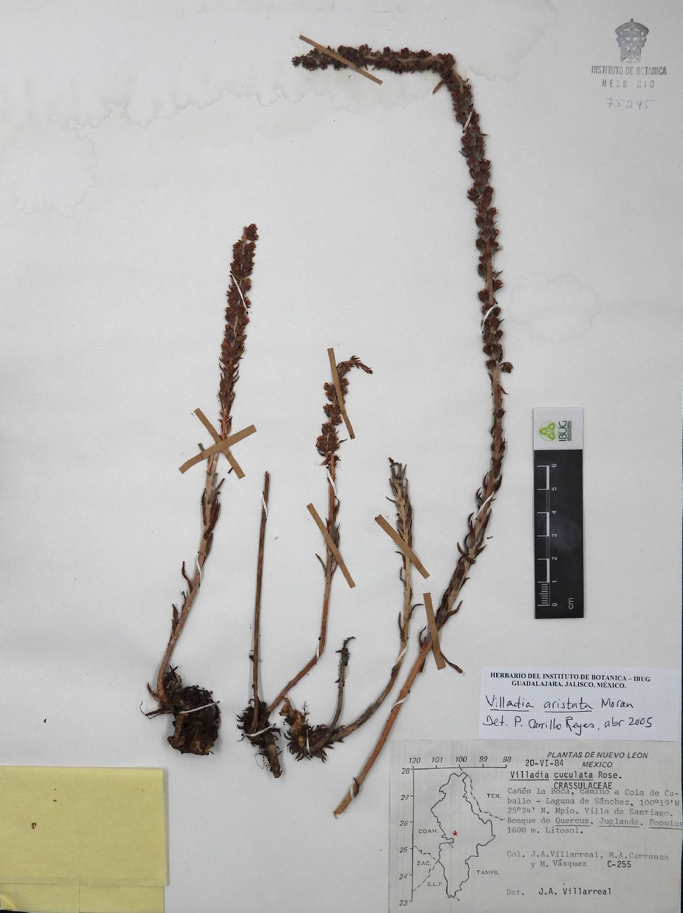 Villadia aristata image