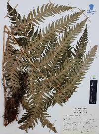 Woodwardia spinulosa image