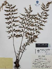 Asplenium aethiopicum image