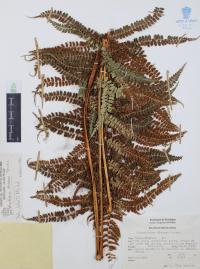 Polystichum distans image
