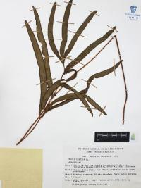 Pteris cretica image