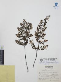 Argyrochosma incana image